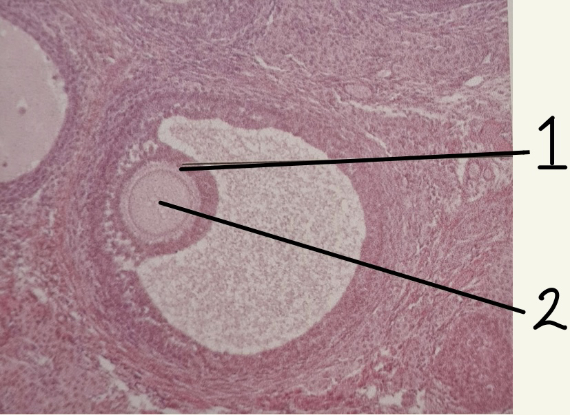Ovary slide
