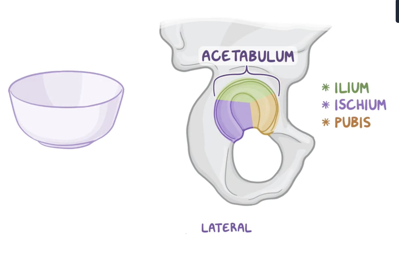 <p>Acetabulum</p>