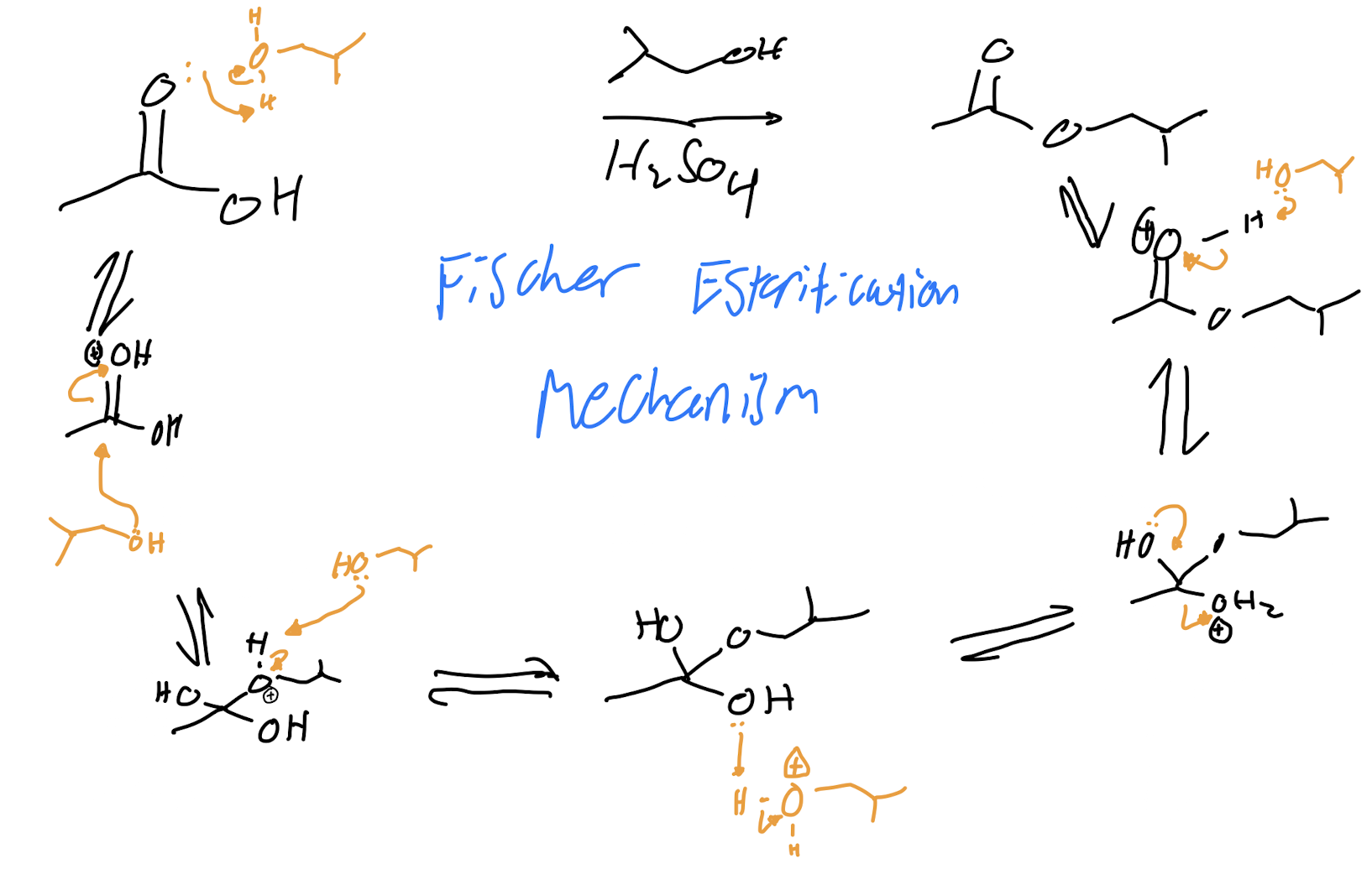 <p>Fischer Esterification </p>