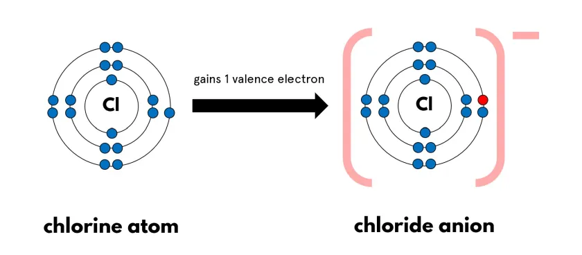 <ul><li><p>Anion </p><ul><li><p>Gain electrons</p></li><li><p>Negative charge</p></li><li><p>More electrons than protons</p></li></ul></li></ul><p></p>
