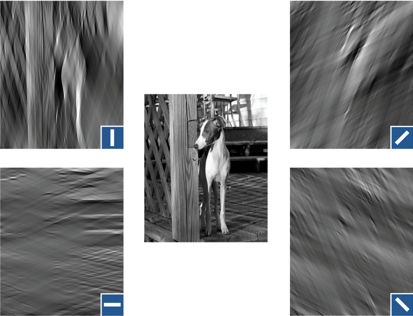 <ul><li><p>images are decomposed in frequency components</p></li><li><p>each neuron only passes on a part of the total information of a scene</p></li><li><p>other neurons in the visual cortex respond the the motion of the stimulus</p></li></ul><p></p>