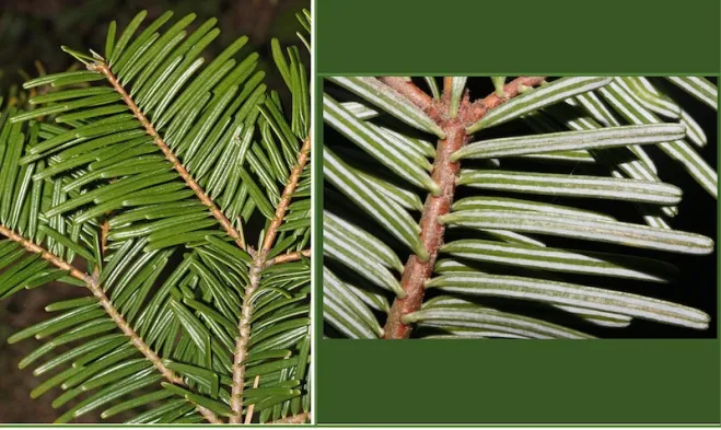 <p>-Eye patterns on bark<br>-Needles attached to branch<br>-Two stomatal bands<br>-Citrus scent</p>