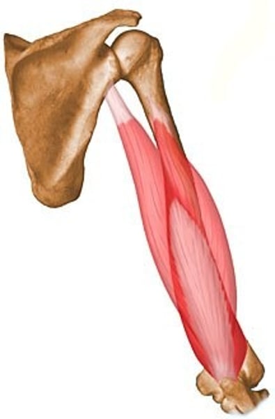 <p>function of triceps brachii</p>