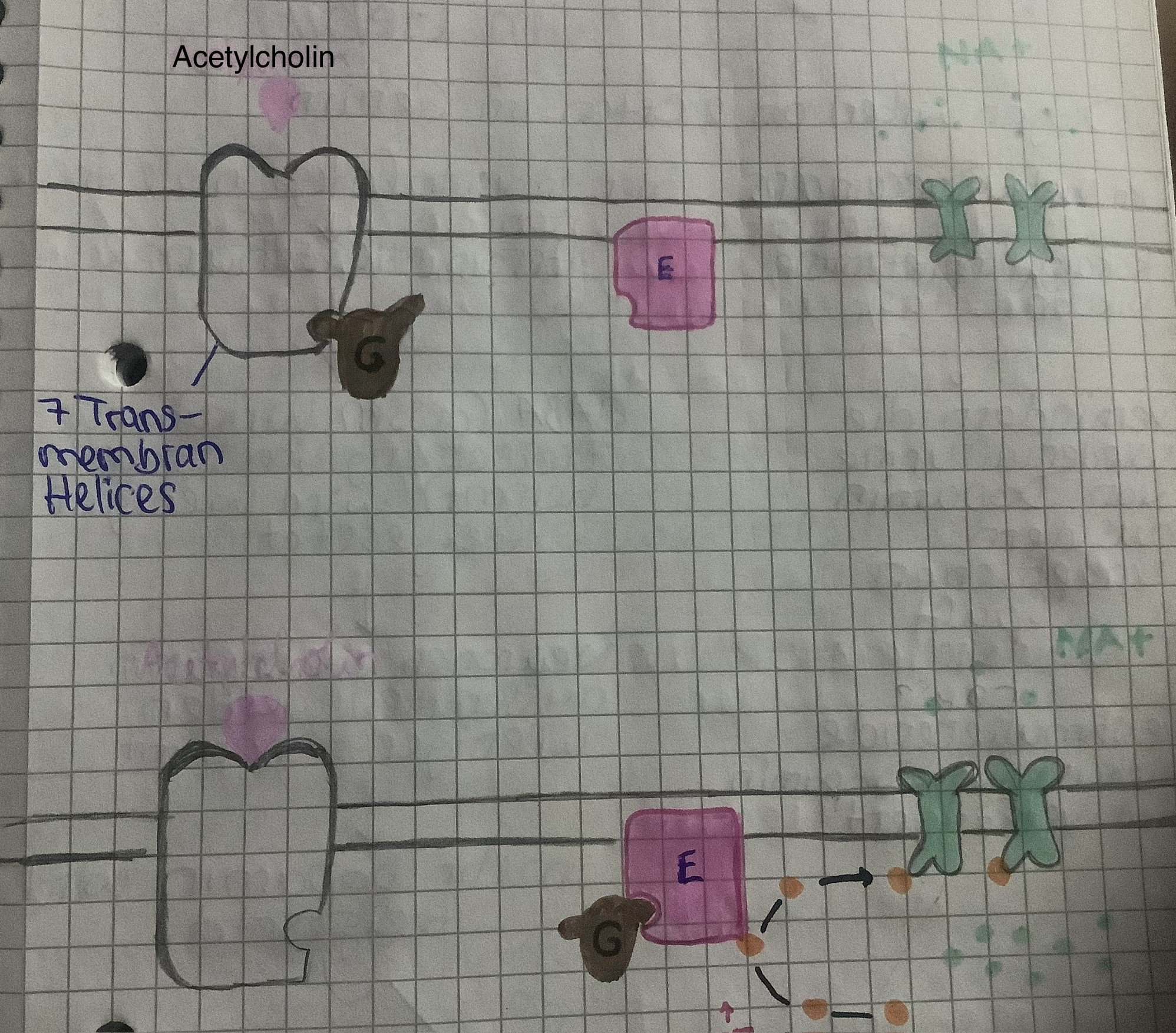 <p>Acetylcholin bindet sich an dem Transmembranprotein. Das G-Protein das am Transmembranprotein gebunden war bindet sich vom Transmembranprotein ab und bindet sich an ein Enzym, das aus Vorstufen vieler Moleküle eines sekundären Botenstoffs herstellt. Diese sekundäre Botenstoffe öffnen Na+-Kanäle → verstärkte Depolarisation &amp; EPSP</p>