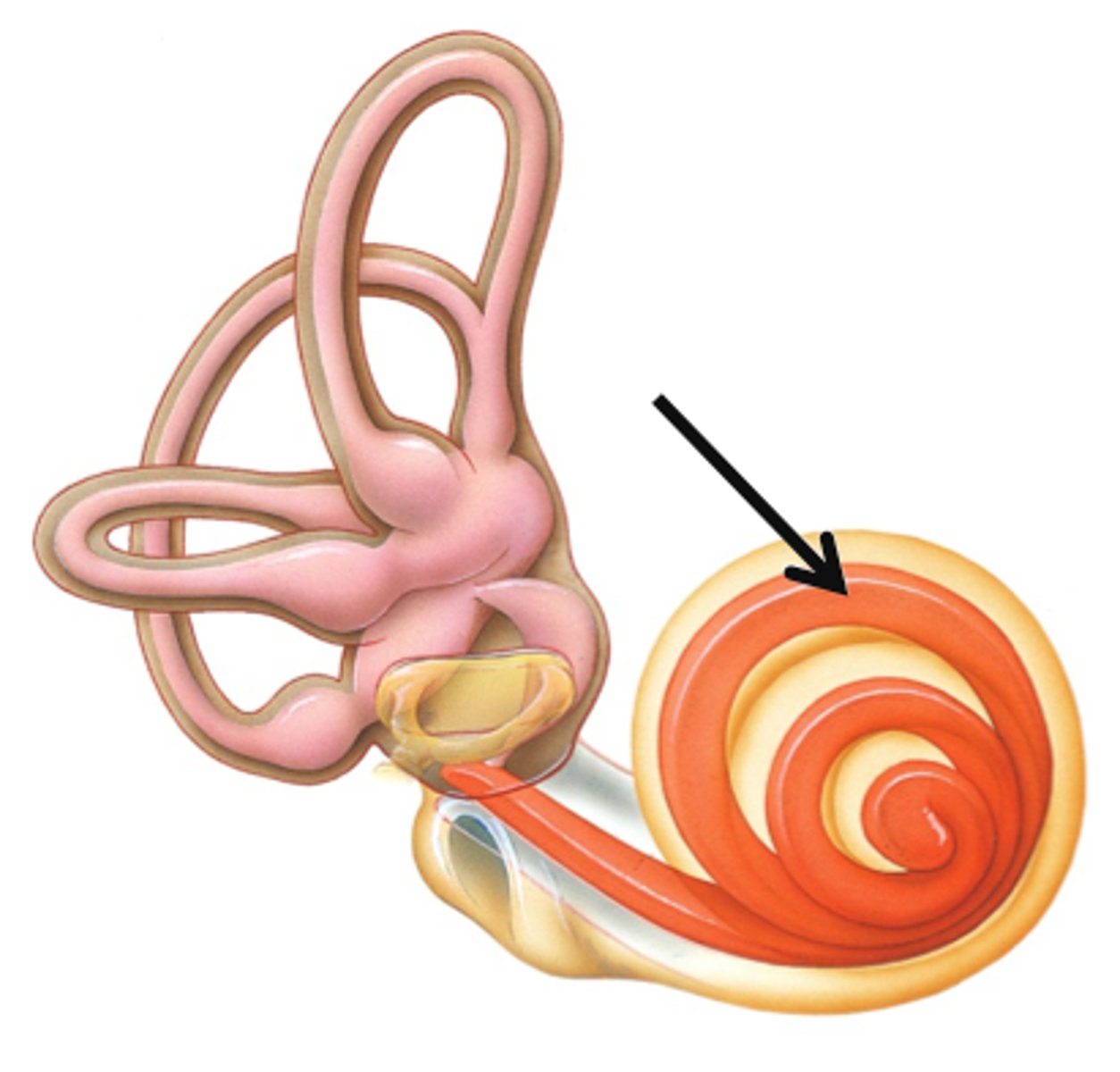<p>fluid-filled cavity in cochlea; helps with hearing; innervated by cochlear nerve of CN VIII</p>
