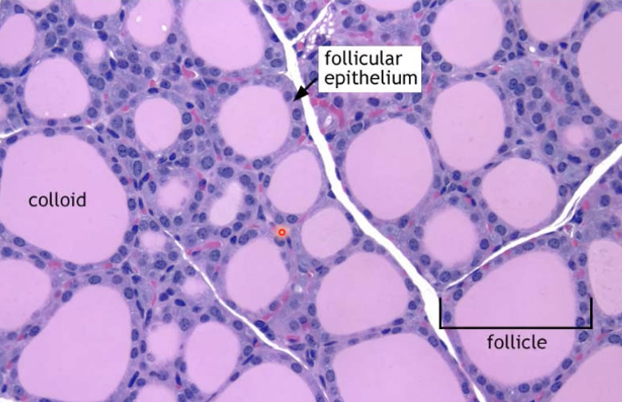 Colloid in the centre

Follicular epithelium surrounds colloid

Some blood vessels present between follicles