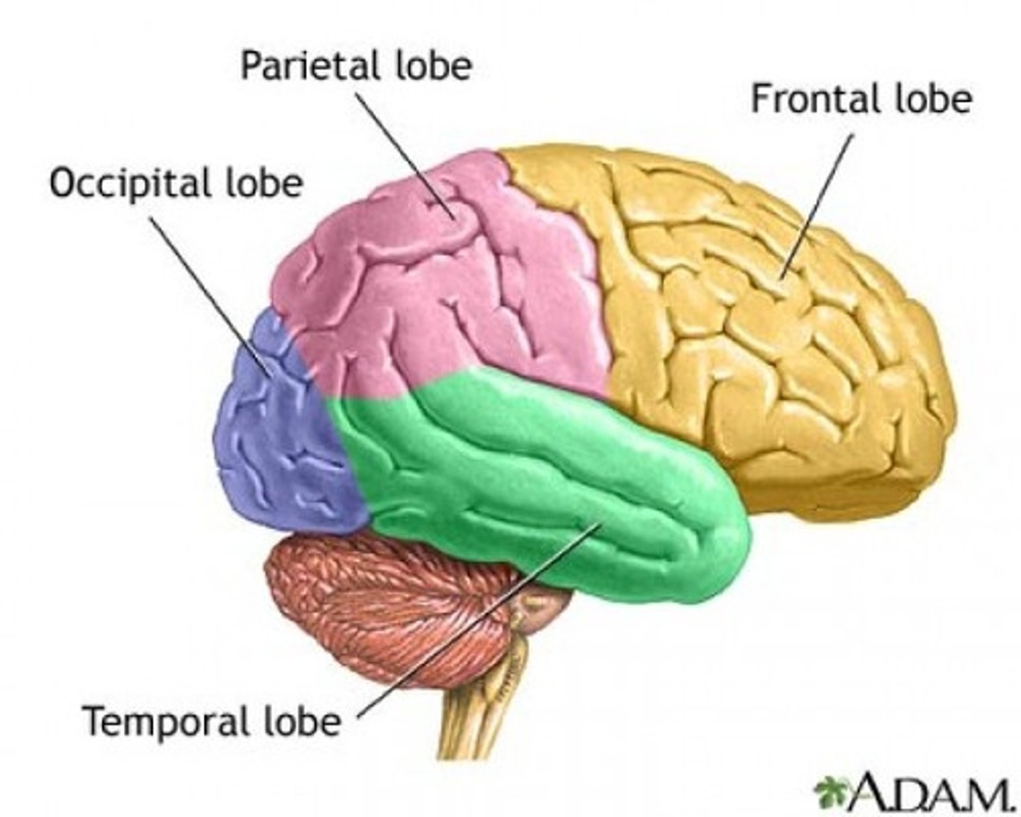 <p>frontal, parietal, temporal, occipital, insula/central</p>
