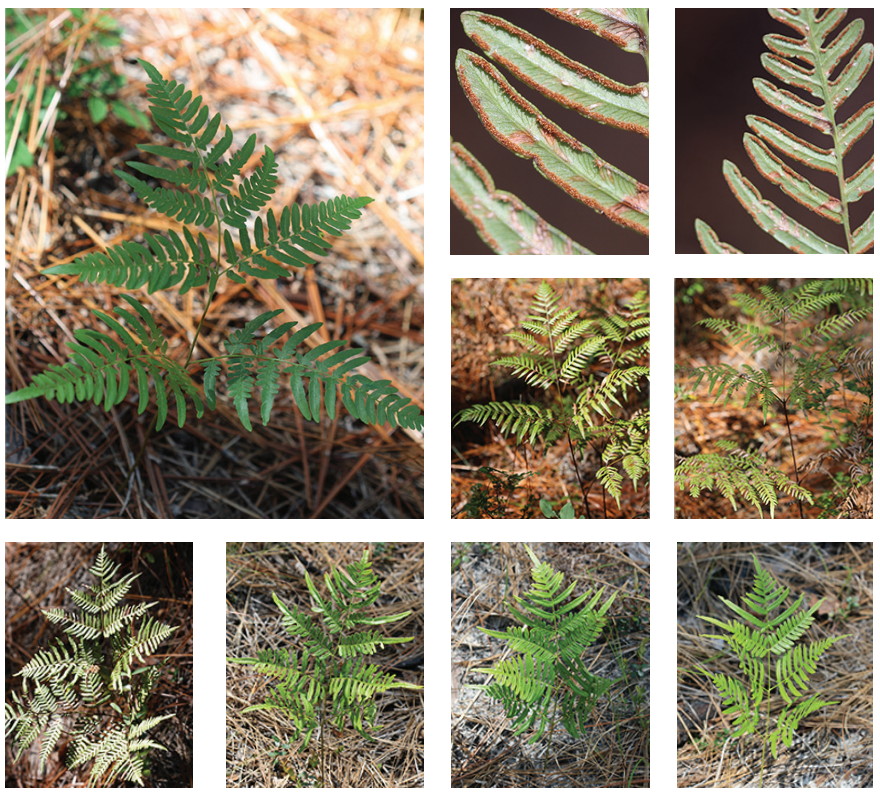 <p>Bracken fern</p>