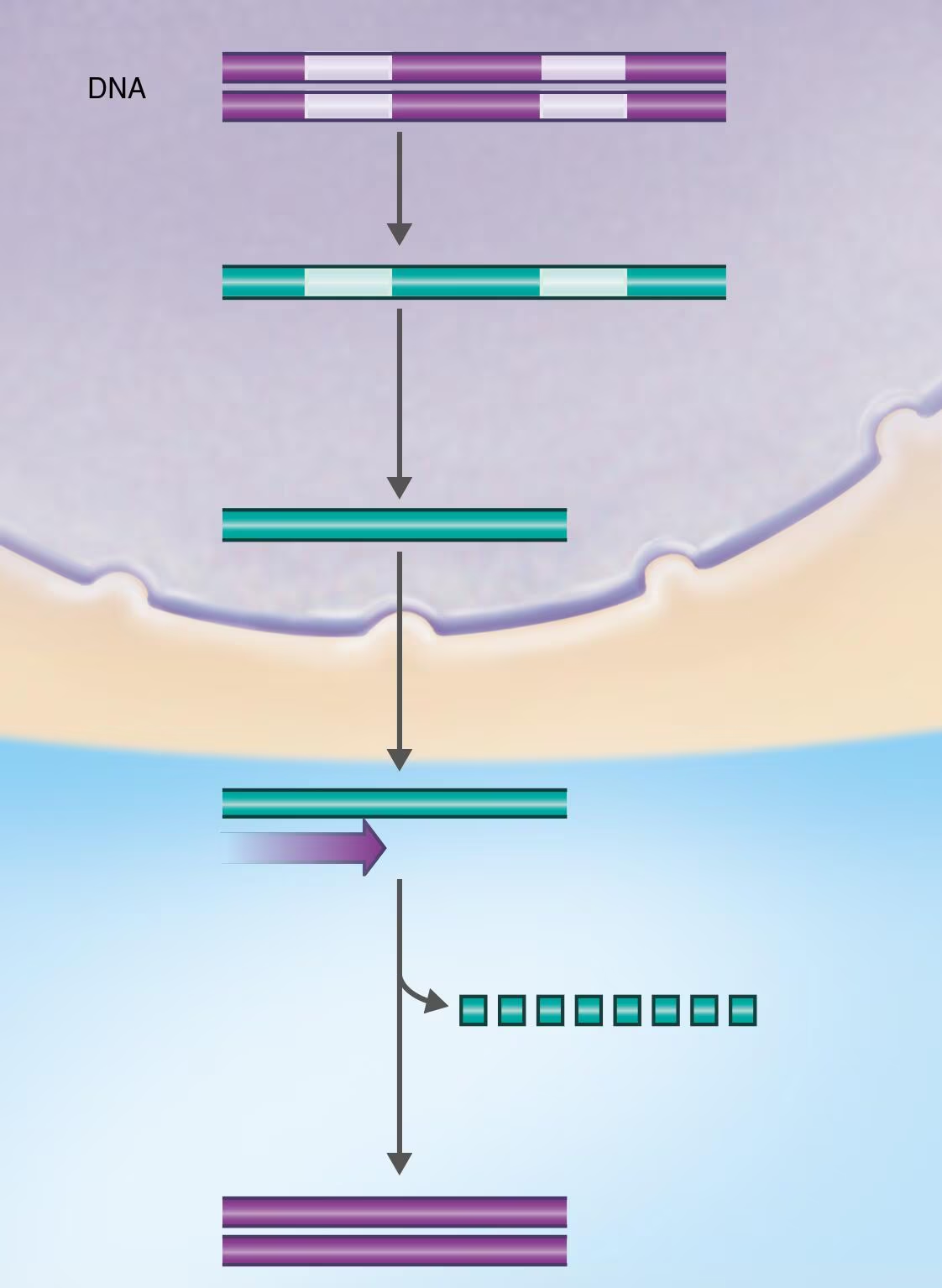 <p>DRAW IT Identify and mark each of the following in making cDNA: transcription, RNA processing, reverse transcription, DNA polymerase, cDNA.</p>