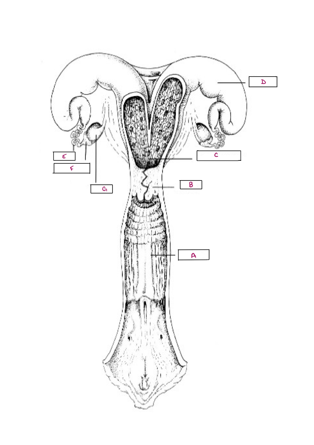 <p>Name E</p>