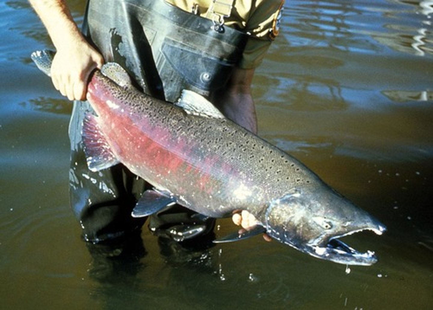 <p>black spots on back and fins, black gums, silver underside</p>