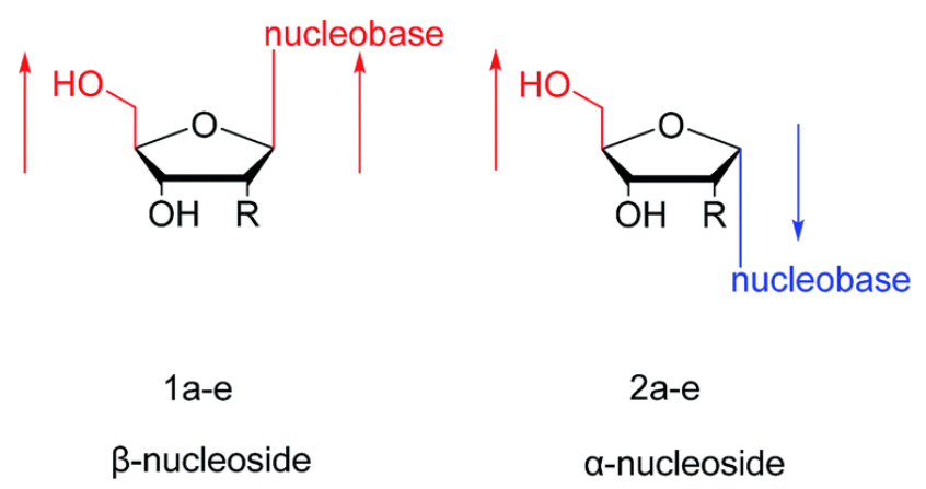 <ul><li><p>beta-nukleozidai - “cis” - gamtiniai;</p></li><li><p>alfa - nukleozidai - “trans”.</p></li></ul><p></p>
