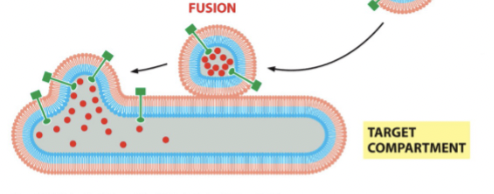 <p> the vesicle gets very close to the membrane and initiates a _______ event where the inside of the vesicle is engorged into the target.</p>