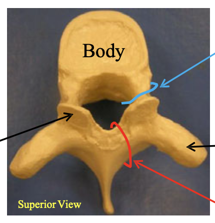 <p>Name the group of vertebrae this one belongs to.</p>