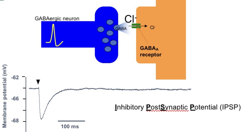 <ul><li><p>synaptic transmission = fast</p></li><li><p>CL- detected by GABAa creates an IPSP (hyperpolarisation)</p></li></ul><p></p>