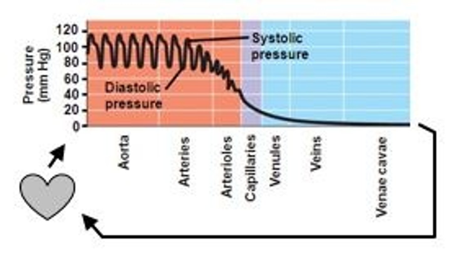 <p>pressure the blood exerts against the walls of the arteries</p><p>SYSTOLE: left ventricle contracts, high point of pressure wave</p><p>DIASTOLE: ventricle relaxes, fills with blood, low point</p><p>high and low points of wave measured with sphygmomanometer (blood pressure cuff)</p>