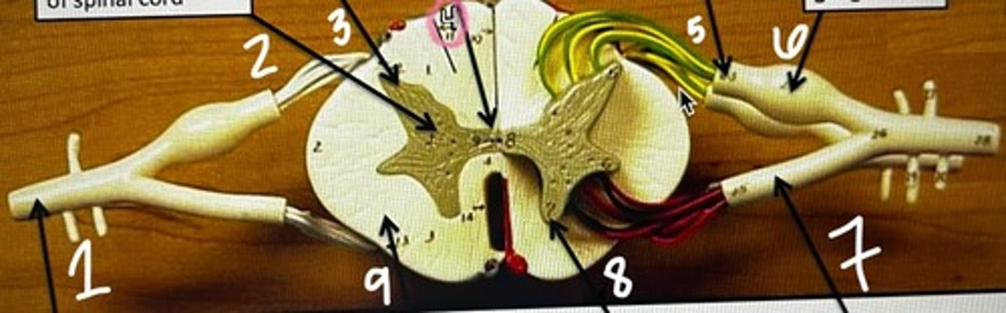 <p>According to the model, what does #9 represent?</p>