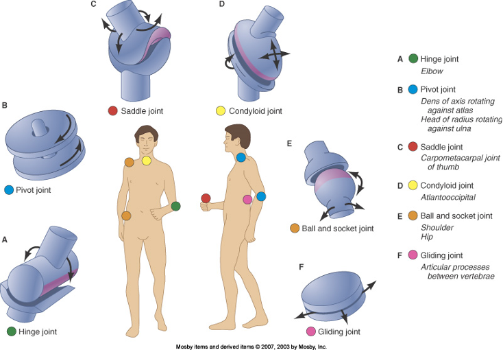 <p>ball and socket, hinge, pivot, saddle</p>
