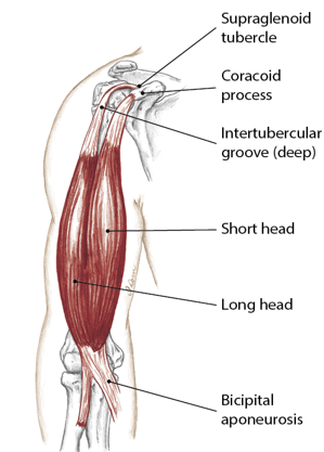 <p>Short head: tuberosity of radius</p><p>Long head: aponeurosis of biceps brachii</p>