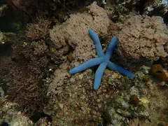 <p>Benthos (clams, worms, oysters, and sea stars)</p>