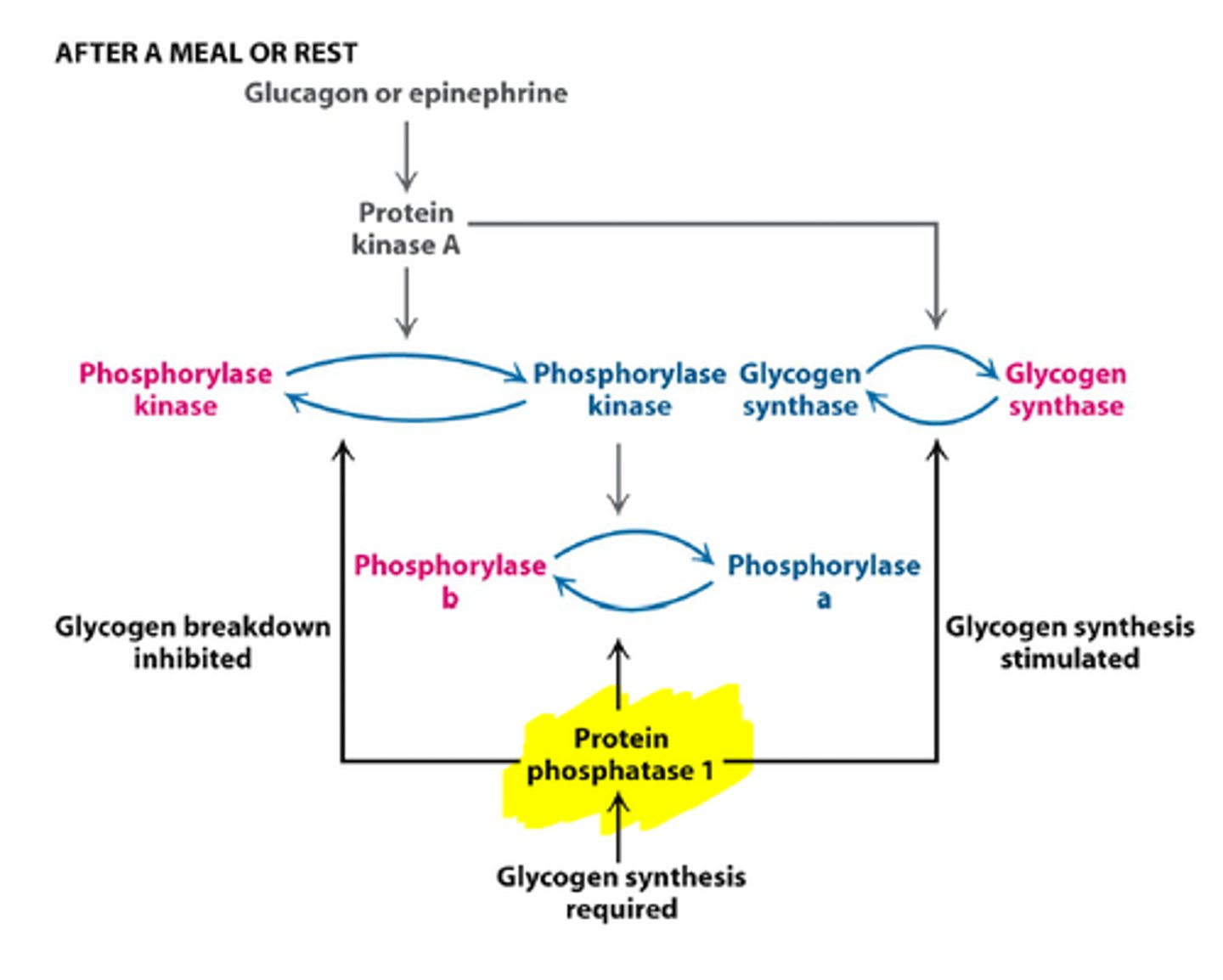 <p>-protein kinase A activates phosphorylase kinase and initiates of cAMP signal transduction cascade</p><p>-phosphorylation of phosphorylase by PKA makes it more suscpetible to dephosphorylation (inactivation by PP1)</p>