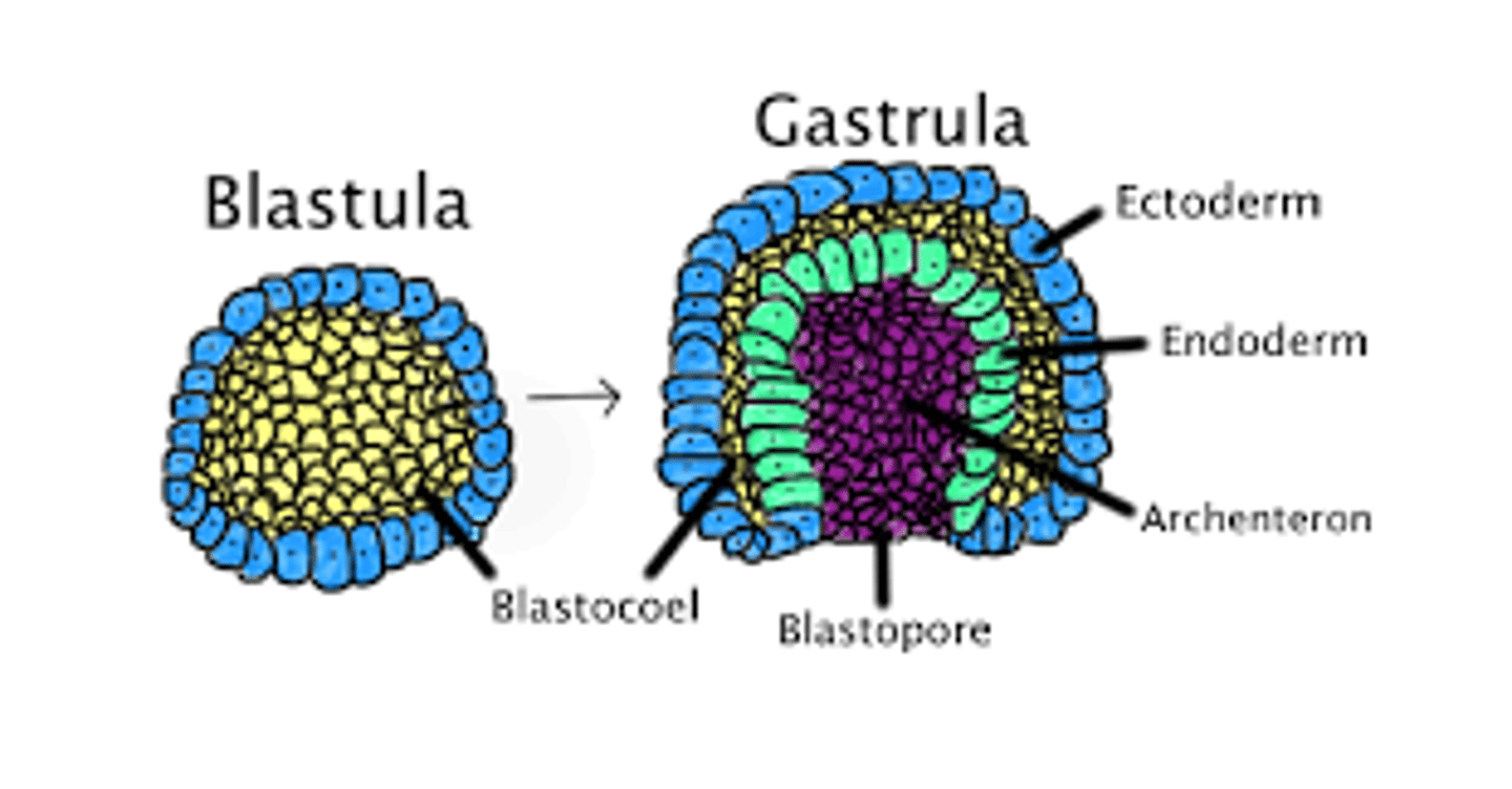 <p>blastopore</p>