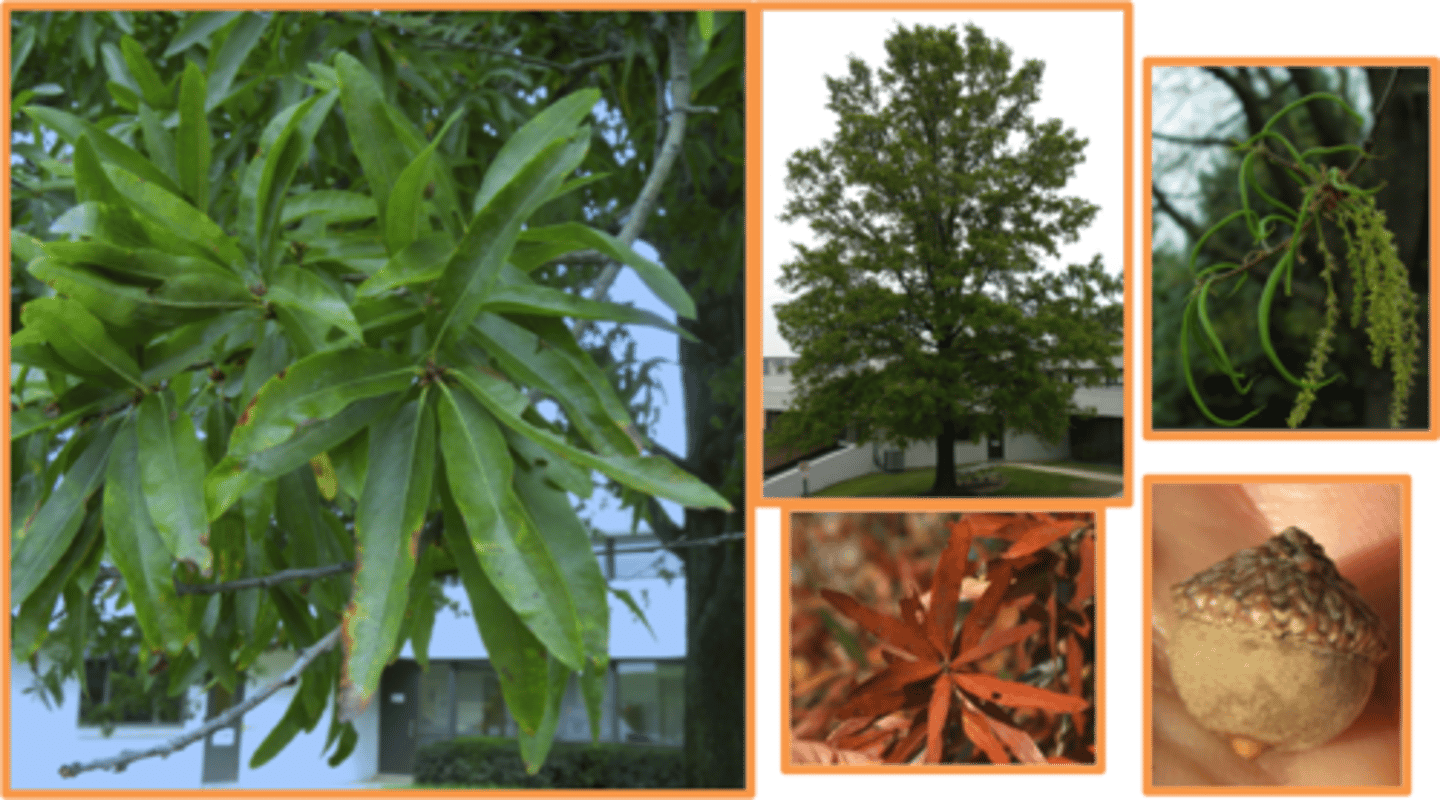 <p>thin, narrow leaves</p>