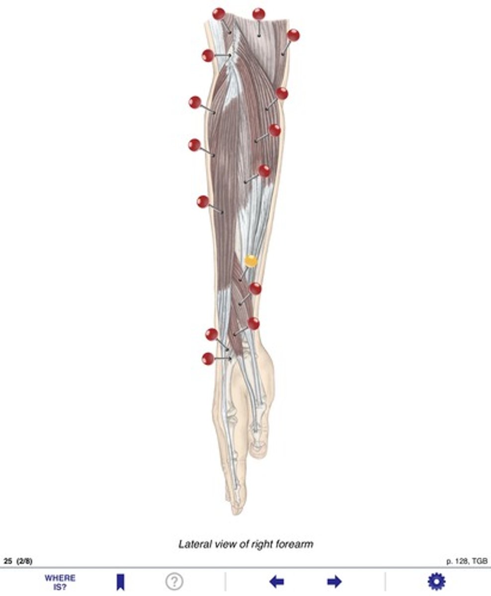 <p>Name the muscle at the yellow pin</p>