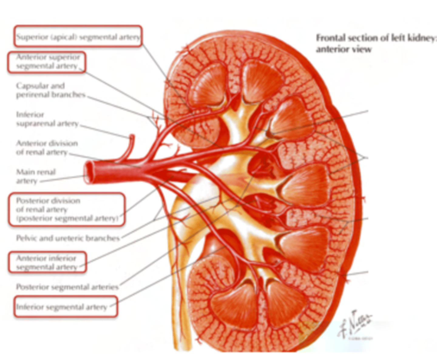 <p>4 anterior branches and 1 posterior.</p><p>SEGMENTAL ARTERIES</p>
