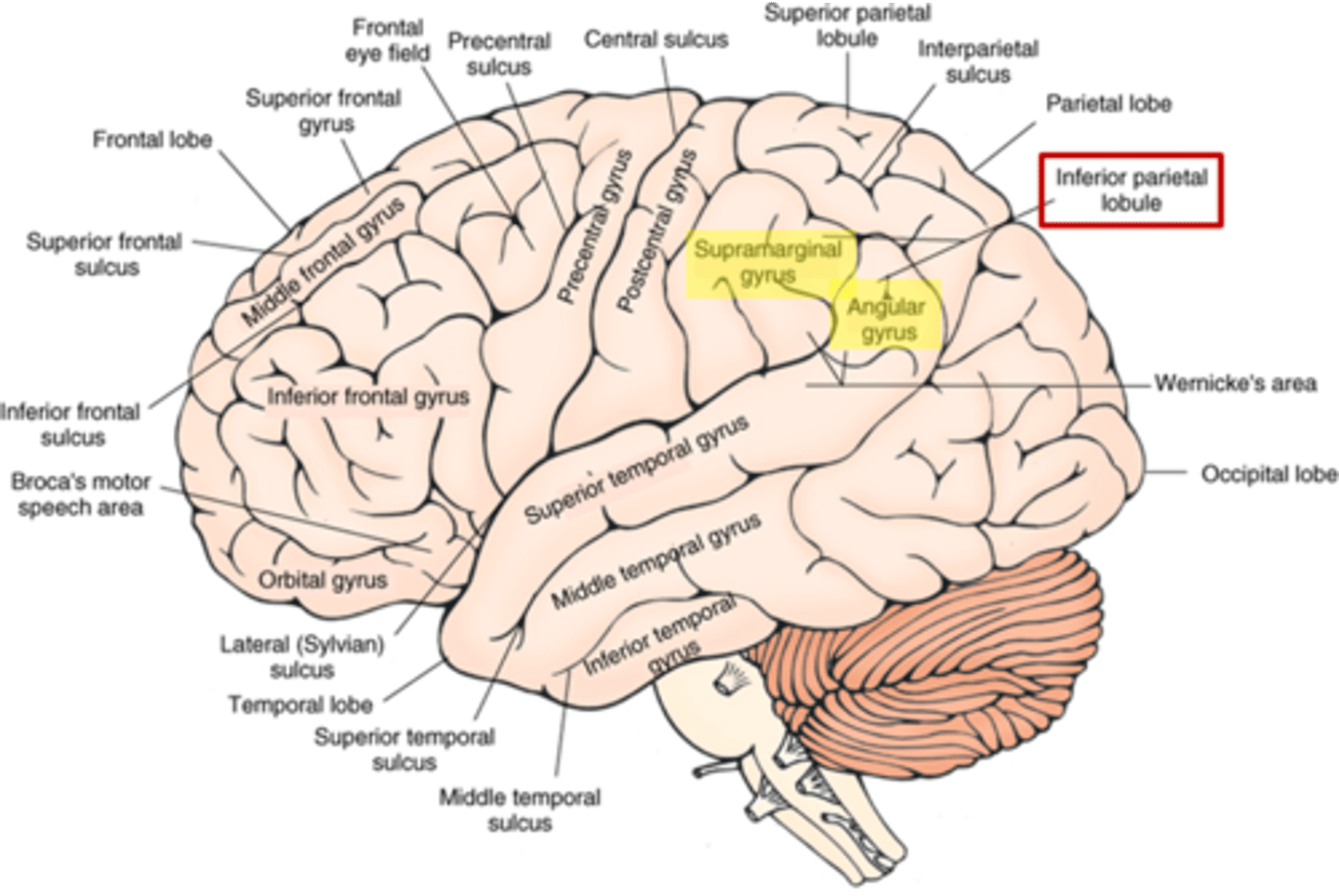 <p>inferior parietal lobule</p>