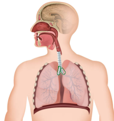 <p>First branch of airways into lungs.</p>