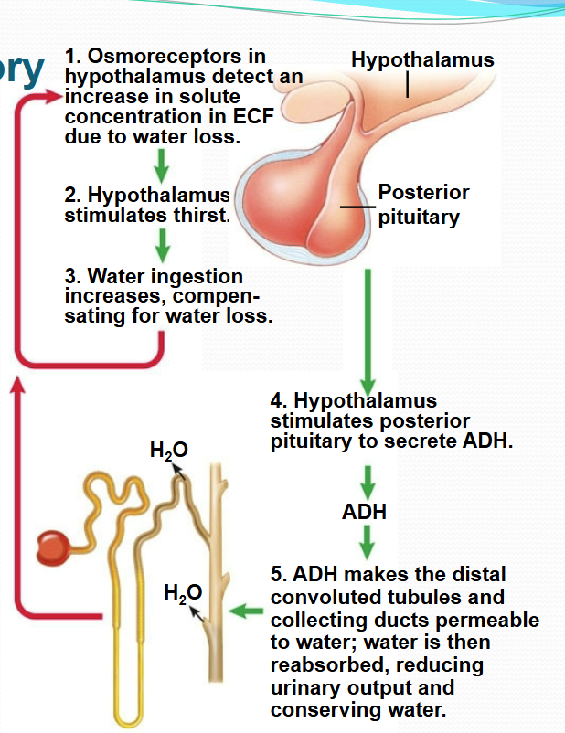 <p>ADH regulatory system steps</p>