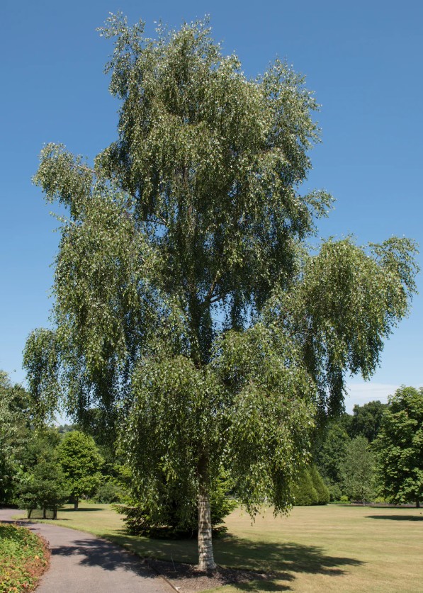 <p>Ruwe berk, Betula pendula</p>