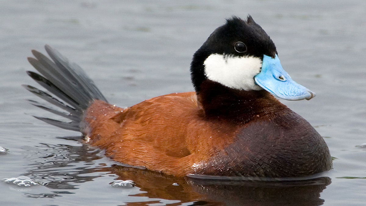 <ul><li><p>Red body</p></li><li><p>Black and white head</p></li><li><p>Blue bill</p></li><li><p>Tail sticks up out of water</p></li></ul><p></p>