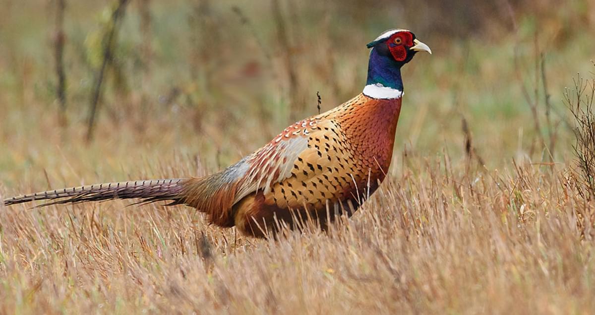 <p>What bird is this?</p>