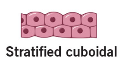 <p>This kind of epithelia have two or more layers, providing protection in areas of high abrasion.</p>