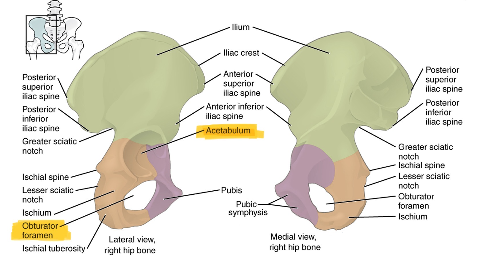 <ul><li><p>Acetabulum - large socket for the articulation of the femoral head</p></li><li><p>Obturator foramen - large oval hole in the anterior pelvis</p></li></ul><p></p>