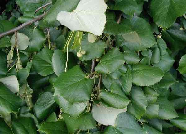 <p>Tilia tomentosa</p>