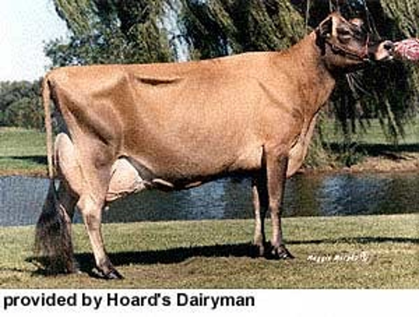 <p>Dairy Breed</p><p>Originated on the Isle of Jersey.</p><p>A small, refined animal of unsurpassed femininity.</p><p>Vary from light tan to dark fawn, with darker shading around the head and lower legs.</p><p>Average lactation 305 days of 13,358 pounds of milk.</p>