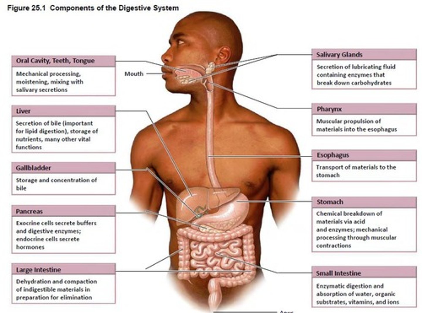 <p>Tube through which food passes in the digestive system. Starts at the mouth and ends at the anus</p>