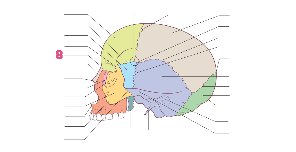 <p>08</p>
