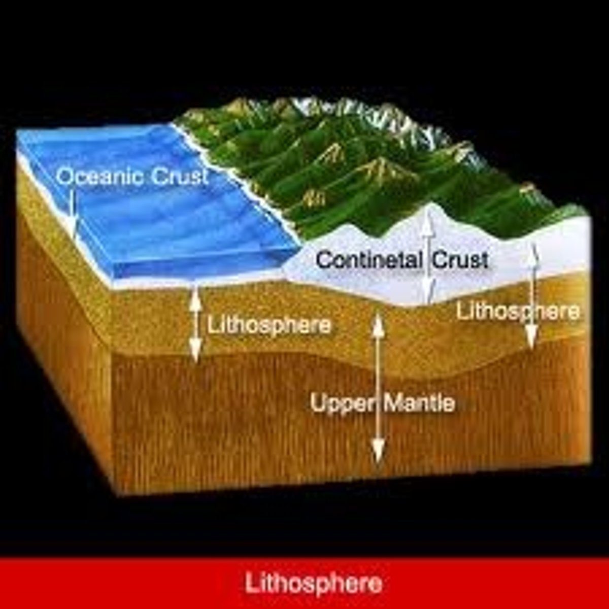 <p>Lithosphere (crust and upper mantle) is divided into massive sections known as plates, which float and move on the asthenosphere.</p>
