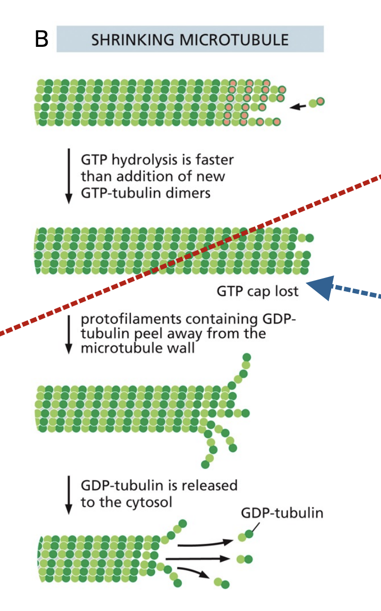 <p>Rapid depolymerization due to the instability of GDP</p>