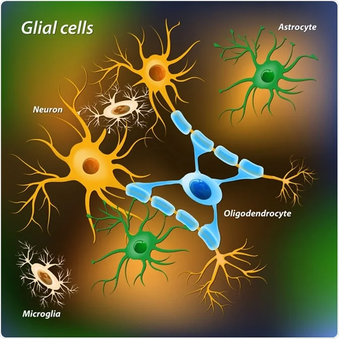 <p>a nervous system cell that provides physical and metabolic support to neurons, including neuronal insulation and communication, and nutrient and waste transport</p>