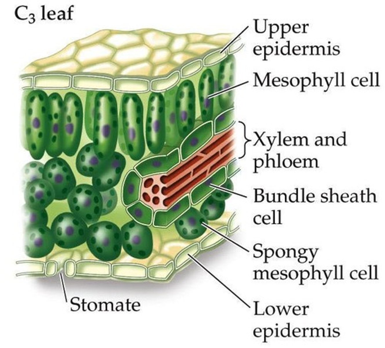 <p>Roots take in water from the soil and transport it to the leaves.</p>