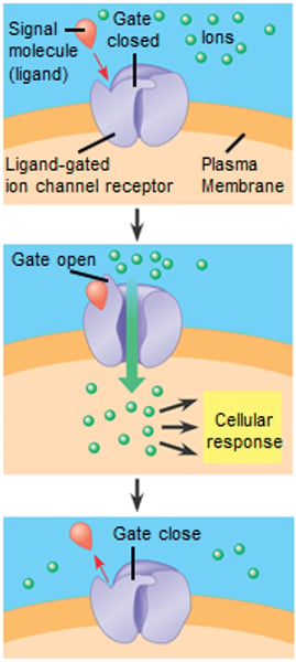 <p>A membrane receptor that has a region that can act as a "gate" for ions when the receptor assumes a certain shape</p>