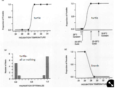 <p><strong>Environmental Sex Determination:</strong></p><ul><li><p><strong>temperature determines sex</strong></p></li><li><p>females are formed when temperature is high in turtles</p></li><li><p>females are formed when temperature is low in lizards</p><p>→ theory is that the sex at the higher temperature is the larger sex</p></li></ul>