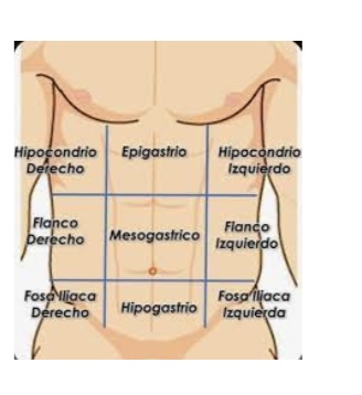 <p>¿Cuales son los segmentos del abdomen ?</p>
