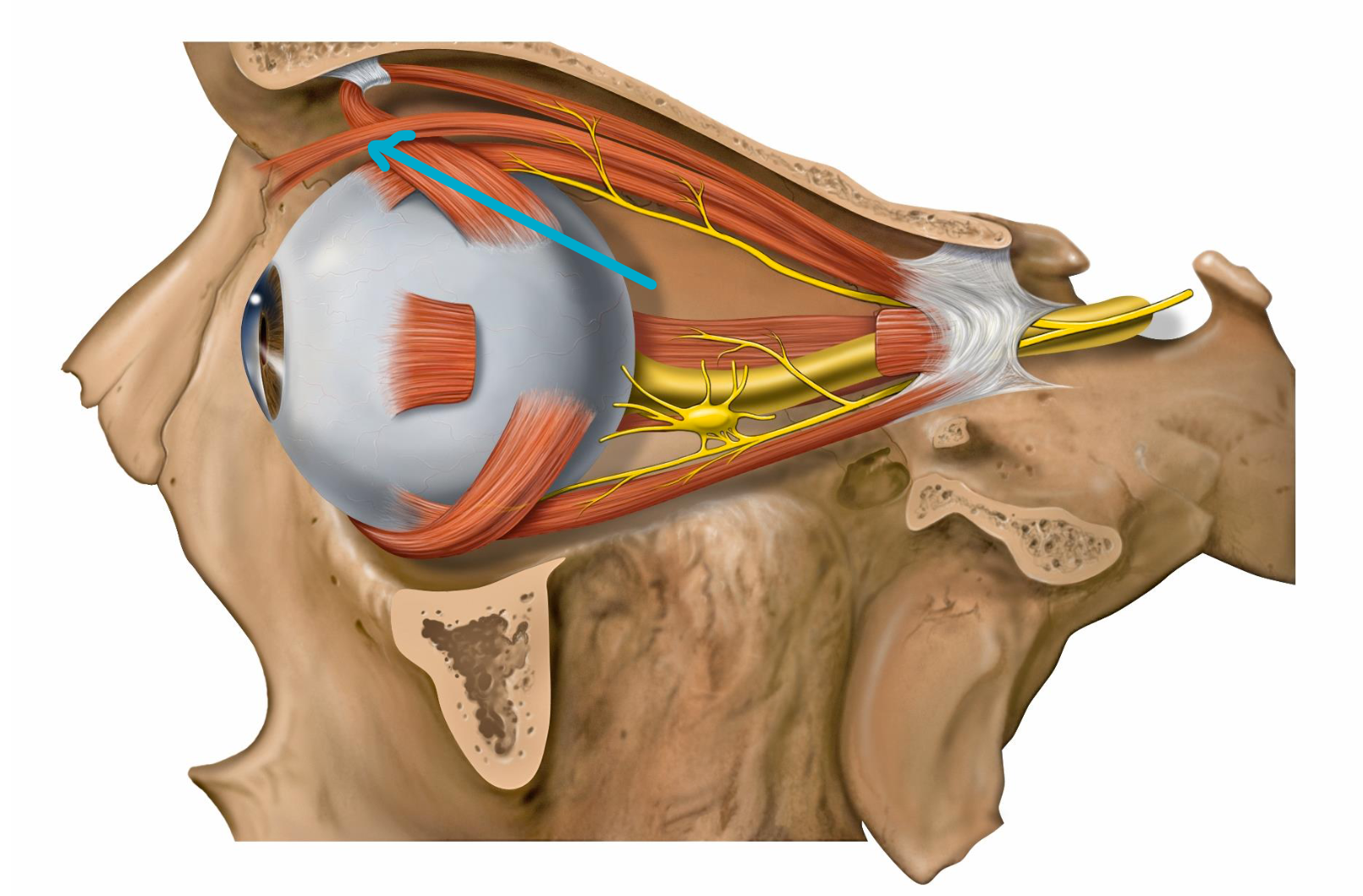 <p>What muscle?</p>