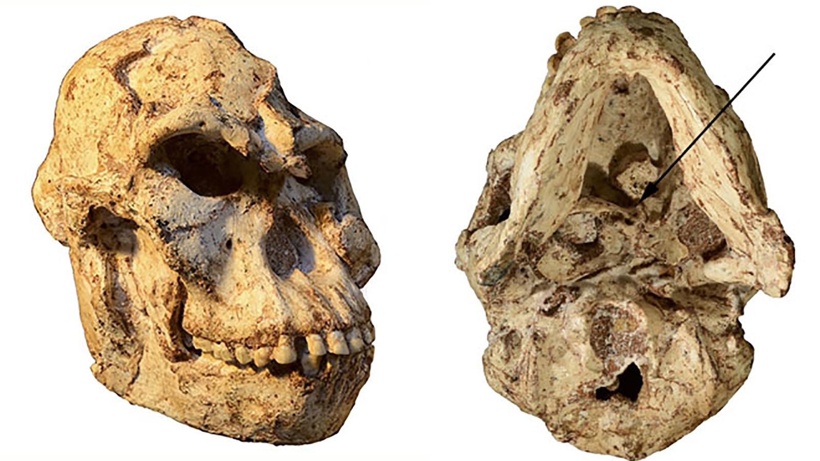 STW 573 "LITTLE FOOT" STERKFONTEIN
NEARLY COMPLETE Australopithecus africanus skeleton
3.6 MYA
-"Au. Prometheus"?